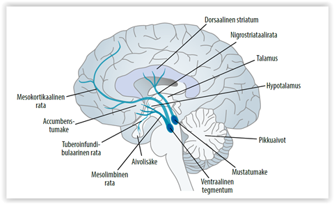 Addiktion neurobiologia