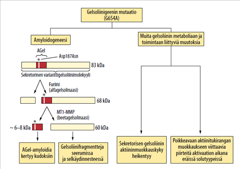 Perinnöllinen gelsoliiniamyloidoosi - 40 vuotta Meretojan tautia